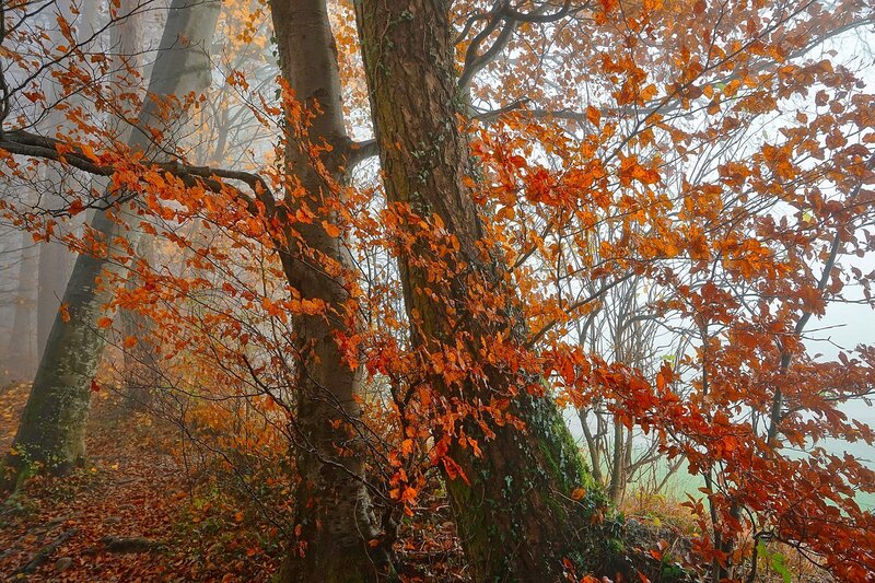 Autumn Forest Trees — Orange, Misty
