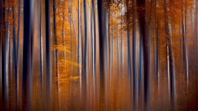 Autumn Forest Trees — Orange, Serene, Photograph, Leaves