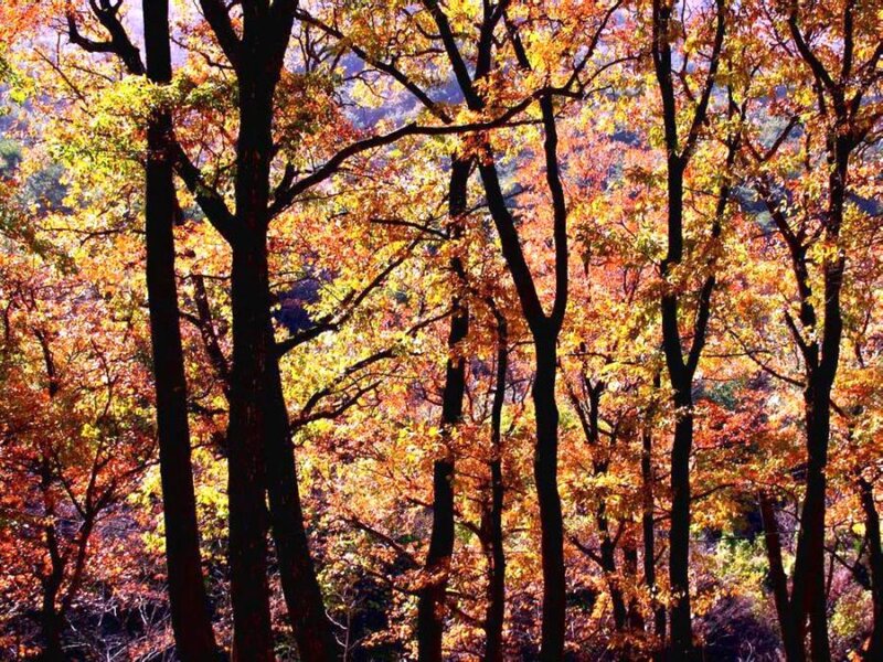 Autumn Forest Trees — Orange, Serene, Photograph