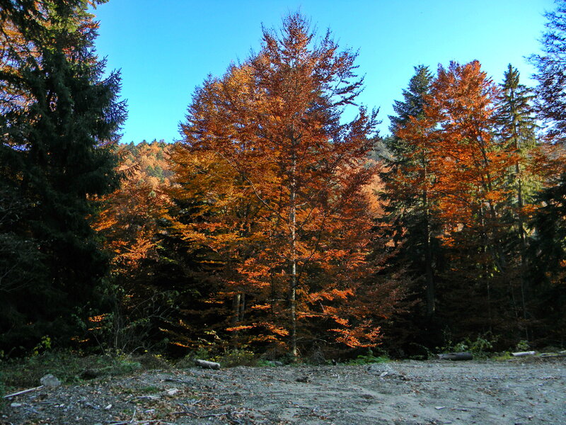 Autumn Forest Trees — Orange, Serene