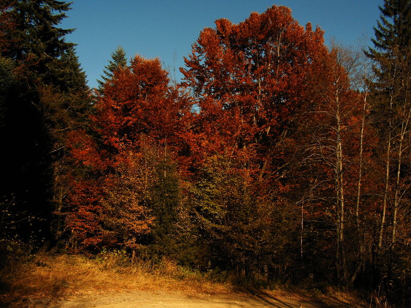 Autumn Forest Trees — Orange
