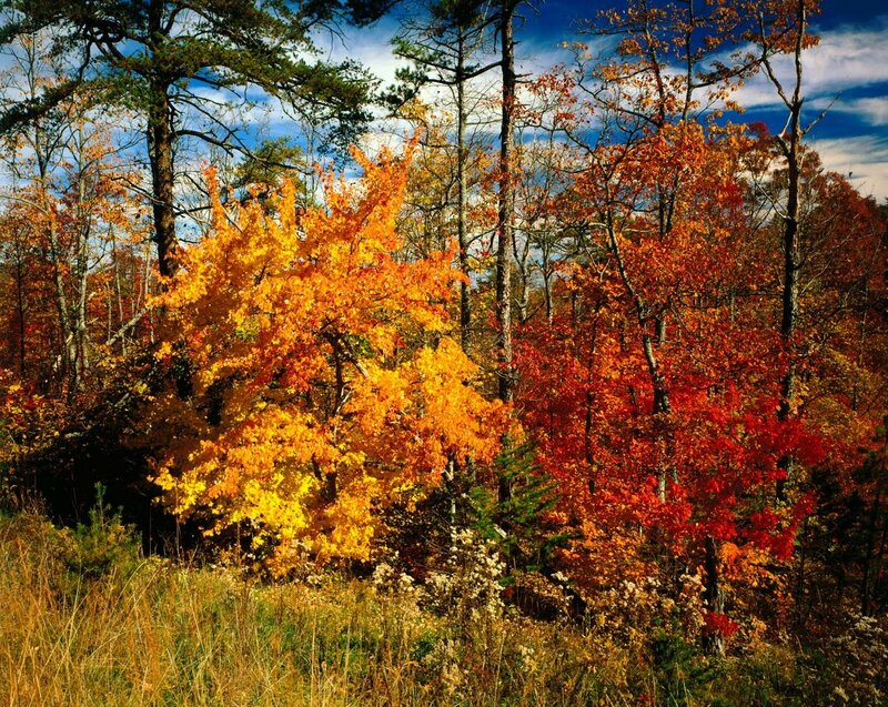 Autumn Forest Trees — Orange, Vibrant