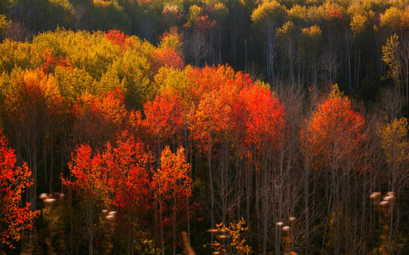 Autumn Forest Trees — Red