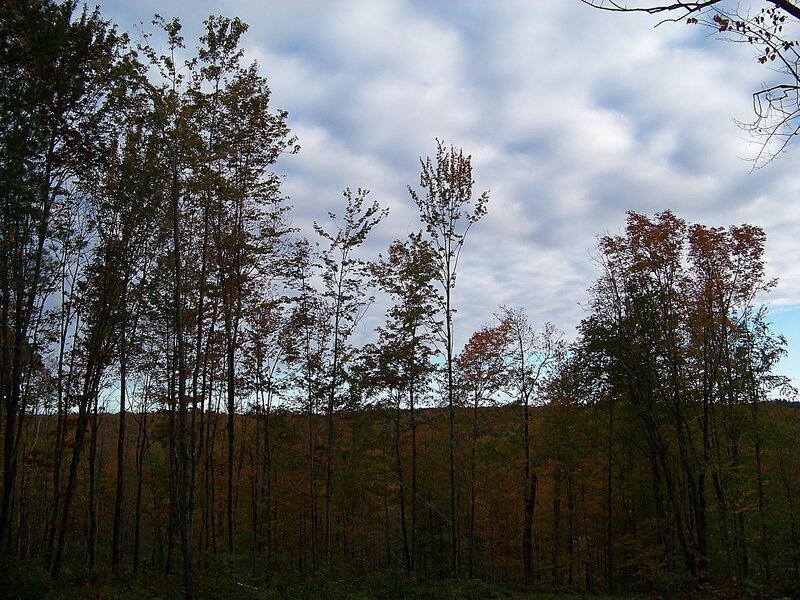 Autumn Forest Trees