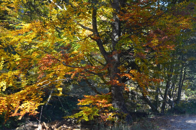 Autumn Forest Trees — Yellow, Serene, Photograph, Leaves, Path