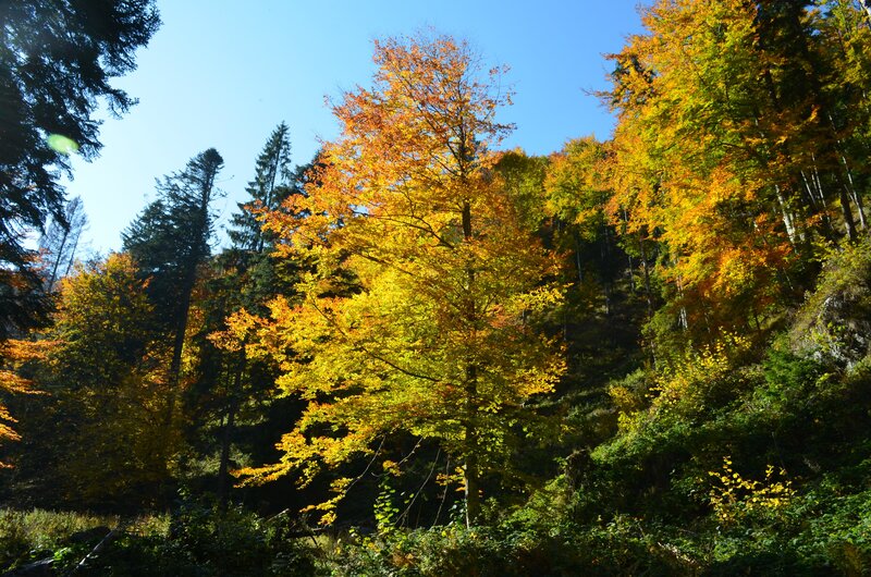Autumn Forest Trees — Yellow, Serene, Photograph, Sky