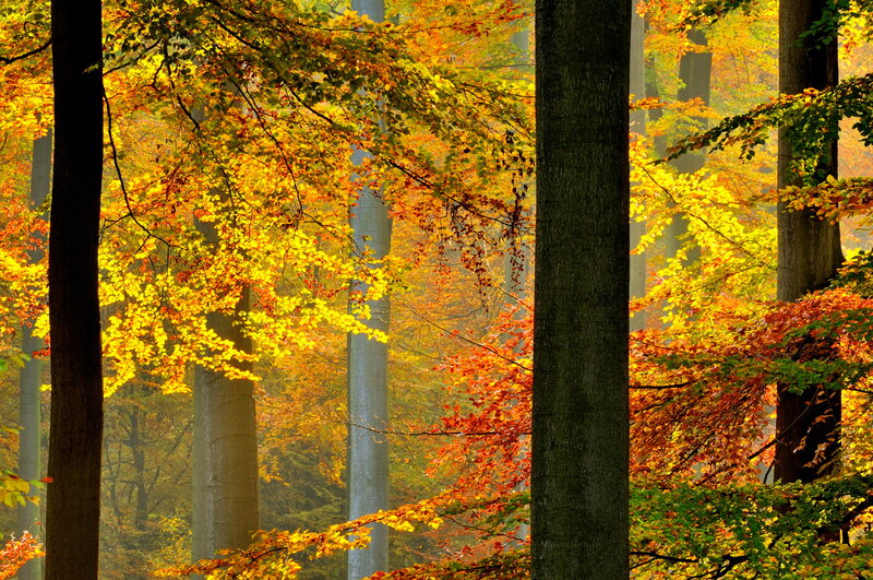 Autumn Forest Trees — Yellow, Serene, Photograph