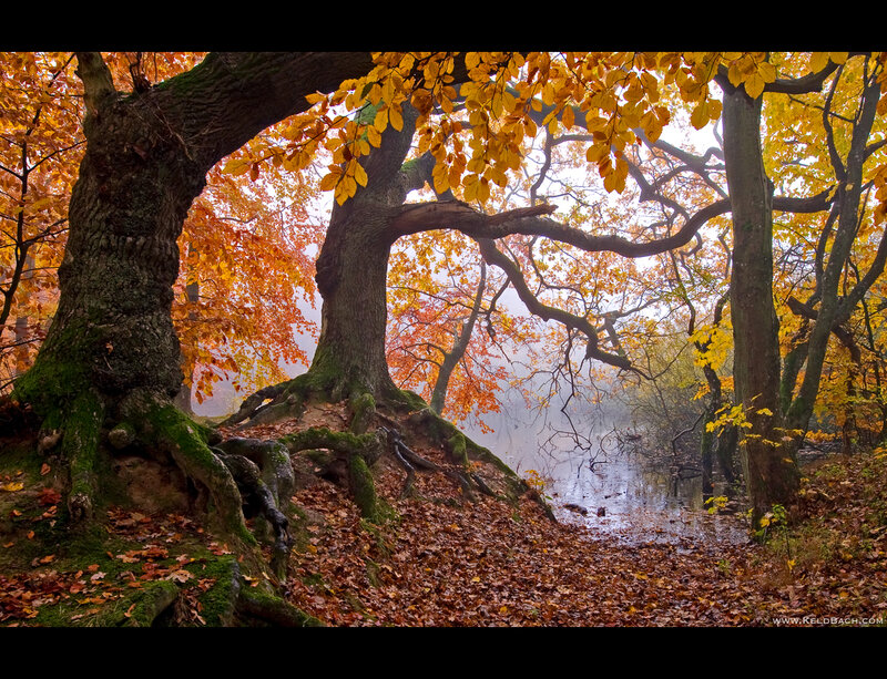 Autumn Forest Trees — Yellow, Serene