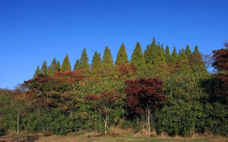 Autumn forest under blue sky