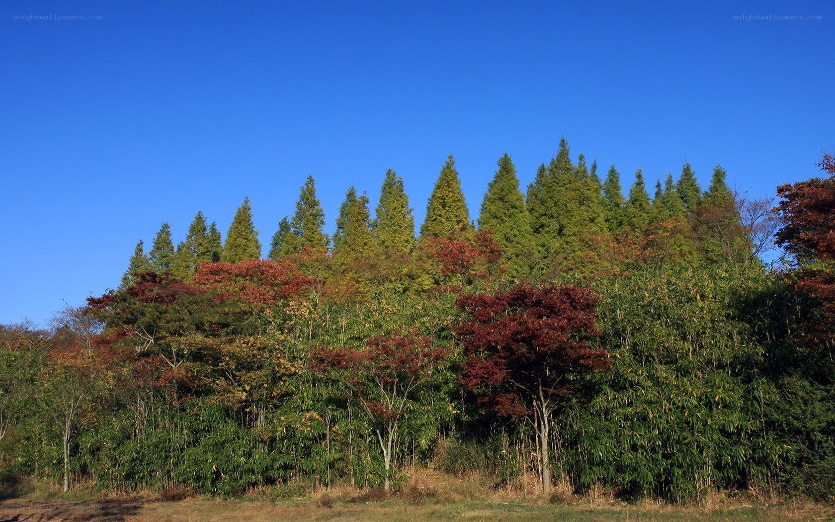 Autumn forest under blue sky