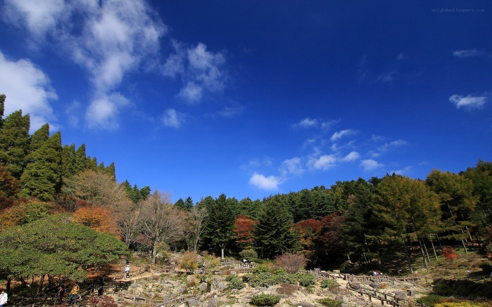 Autumn forest under blue sky