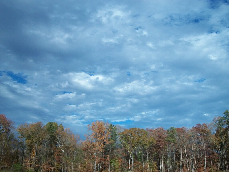 Autumn Forest under Cloudy Sky — Blue