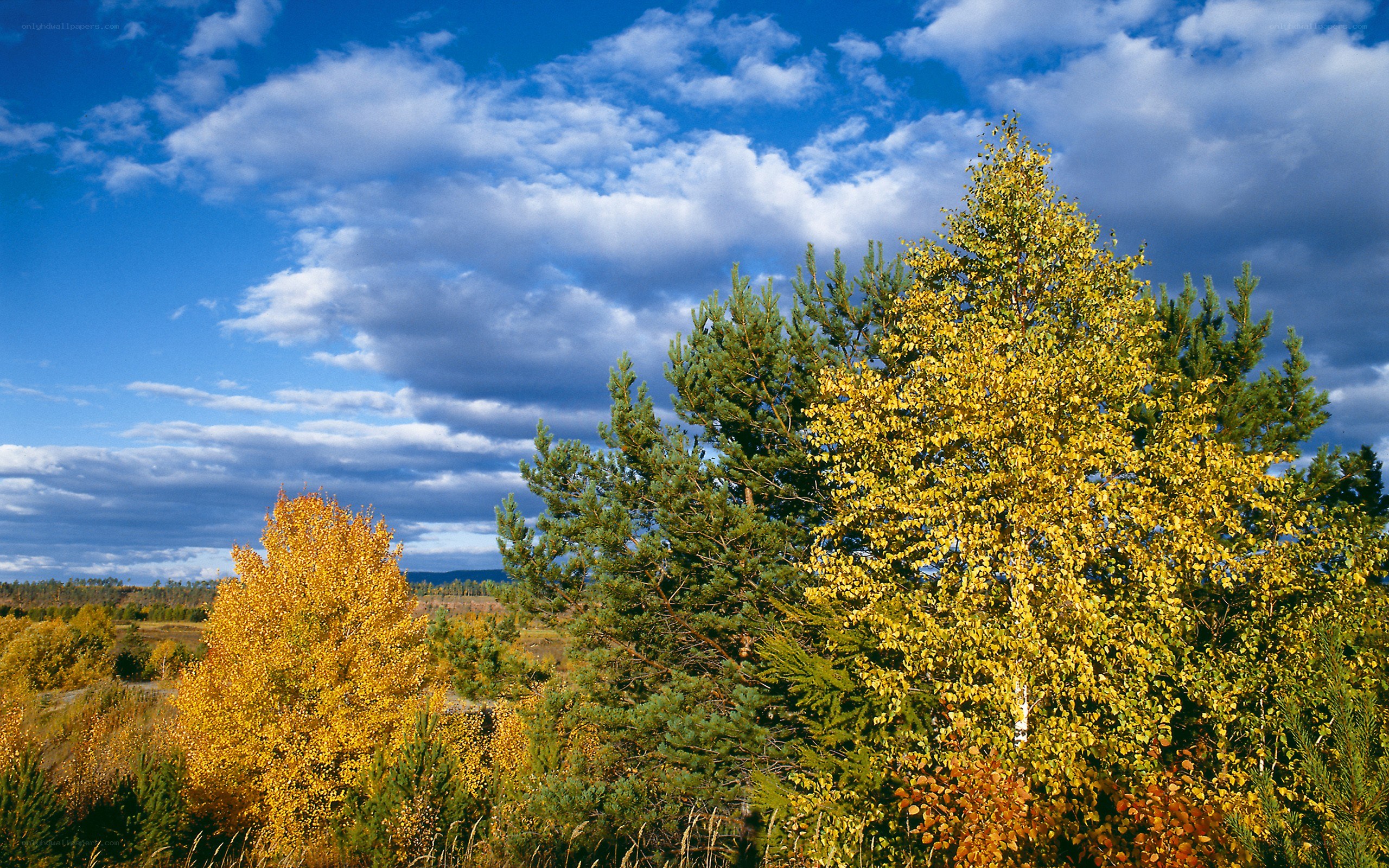 Autumn forest under cloudy sky