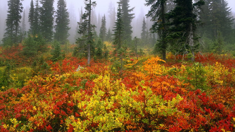 Autumn Forest under Fog — Red, Misty
