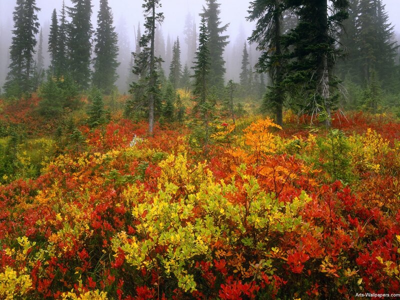 Autumn Forest under Fog — Red, Serene