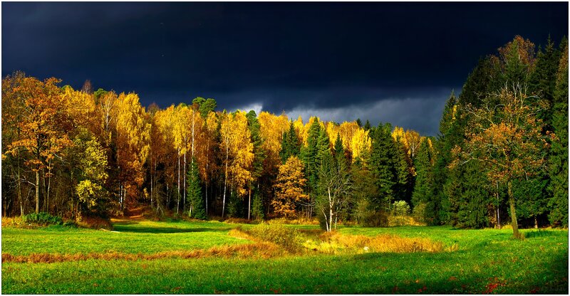 Autumn forest under stormy sky
