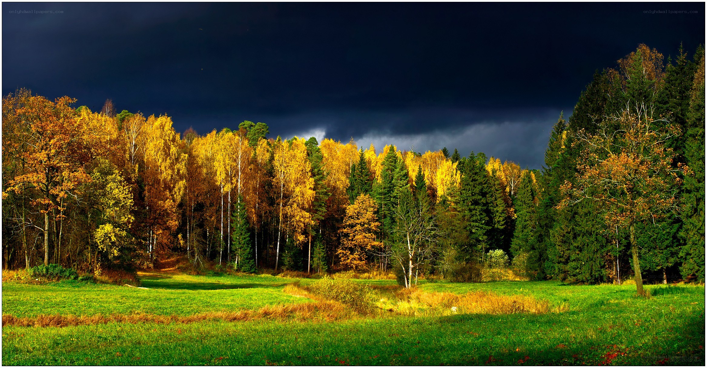 Autumn forest under stormy sky