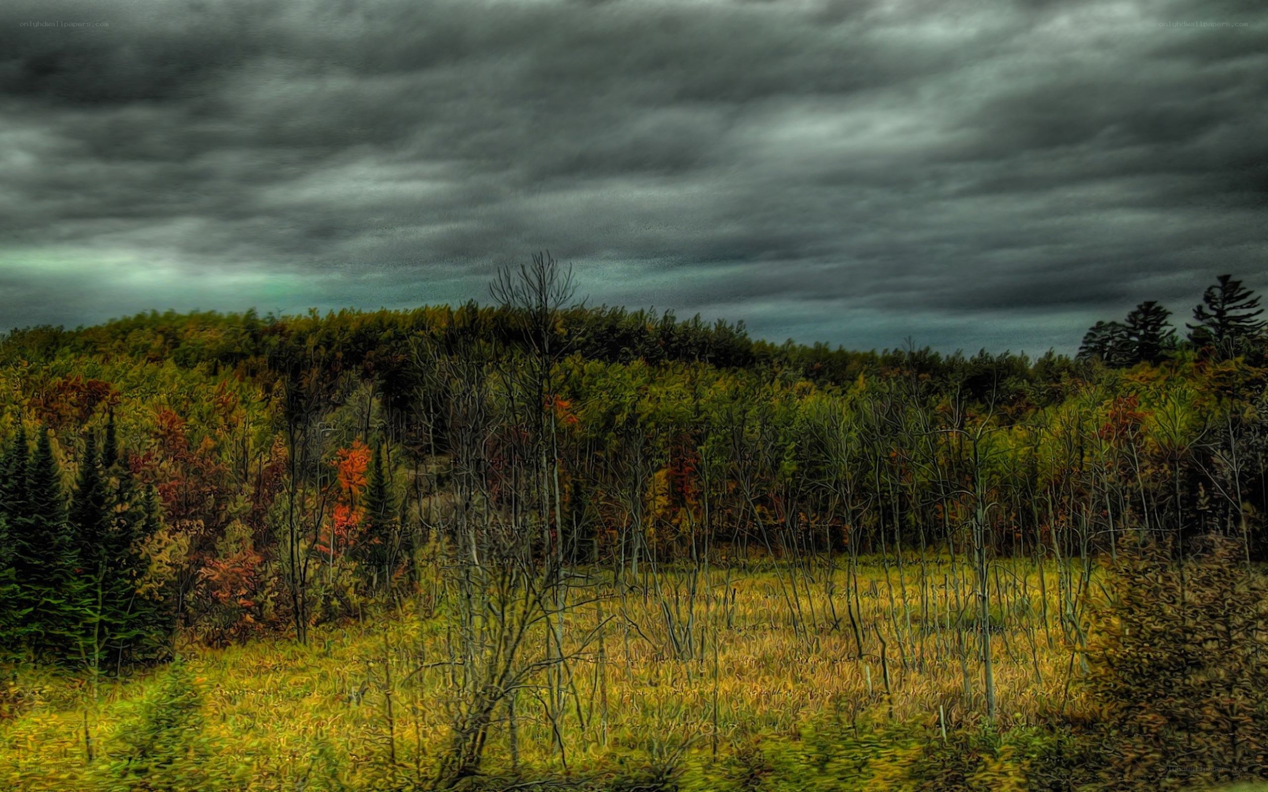 Autumn forest under stormy sky