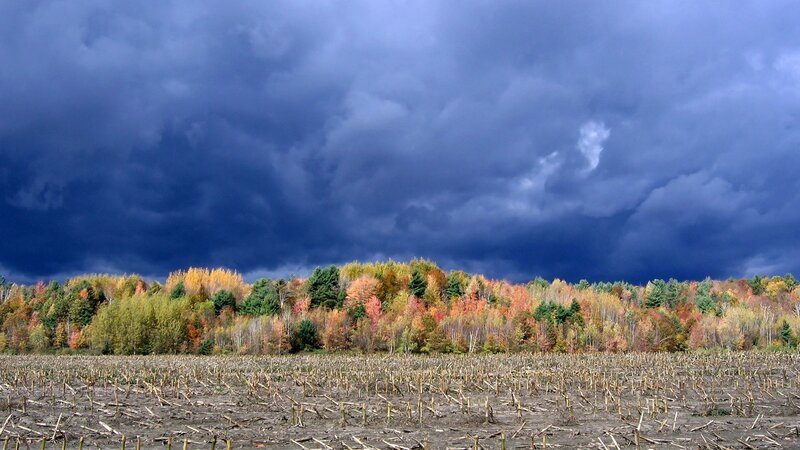 Autumn Forest under Stormy Sky — Blue