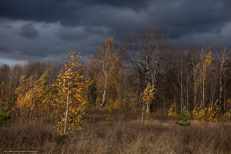 Autumn Forest under Stormy Sky — Brown, Dramatic