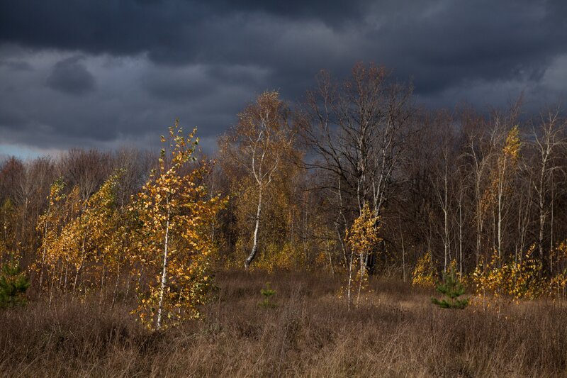 Autumn Forest under Stormy Sky — Brown