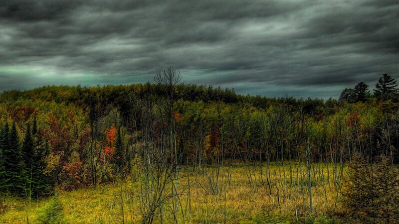 Autumn Forest under Stormy Sky — Green, Dramatic