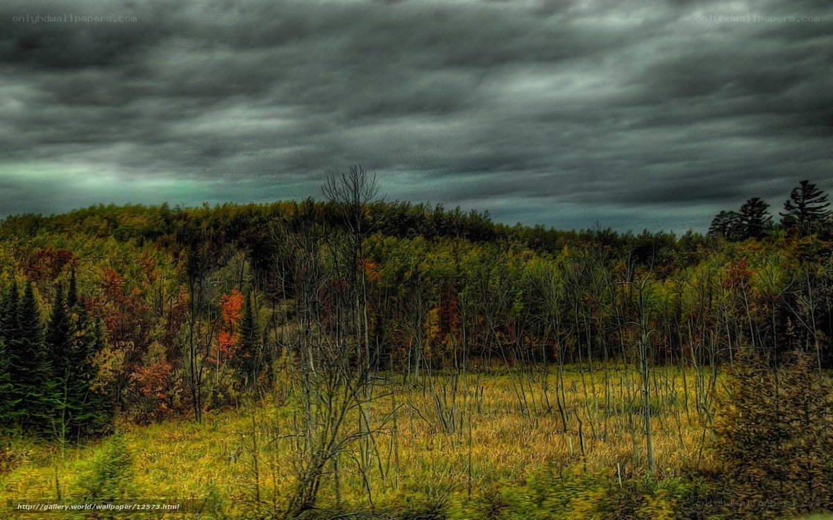 Autumn forest under stormy sky