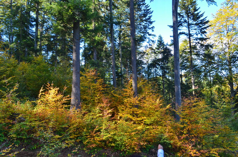 Autumn Forest Undergrowth — Green