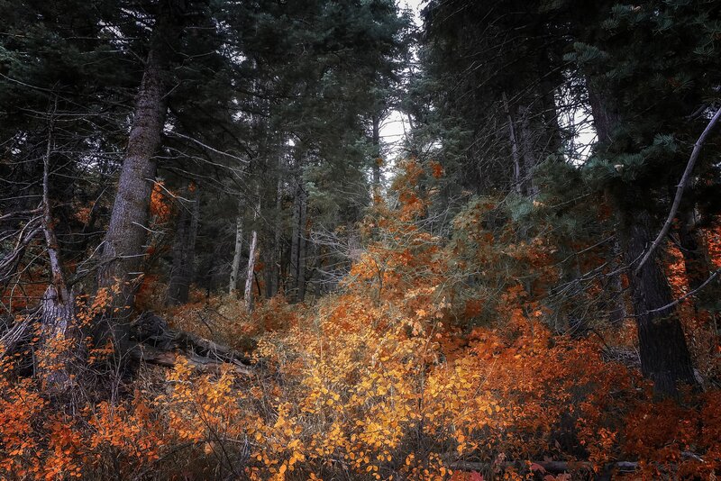 Autumn Forest Undergrowth — Orange