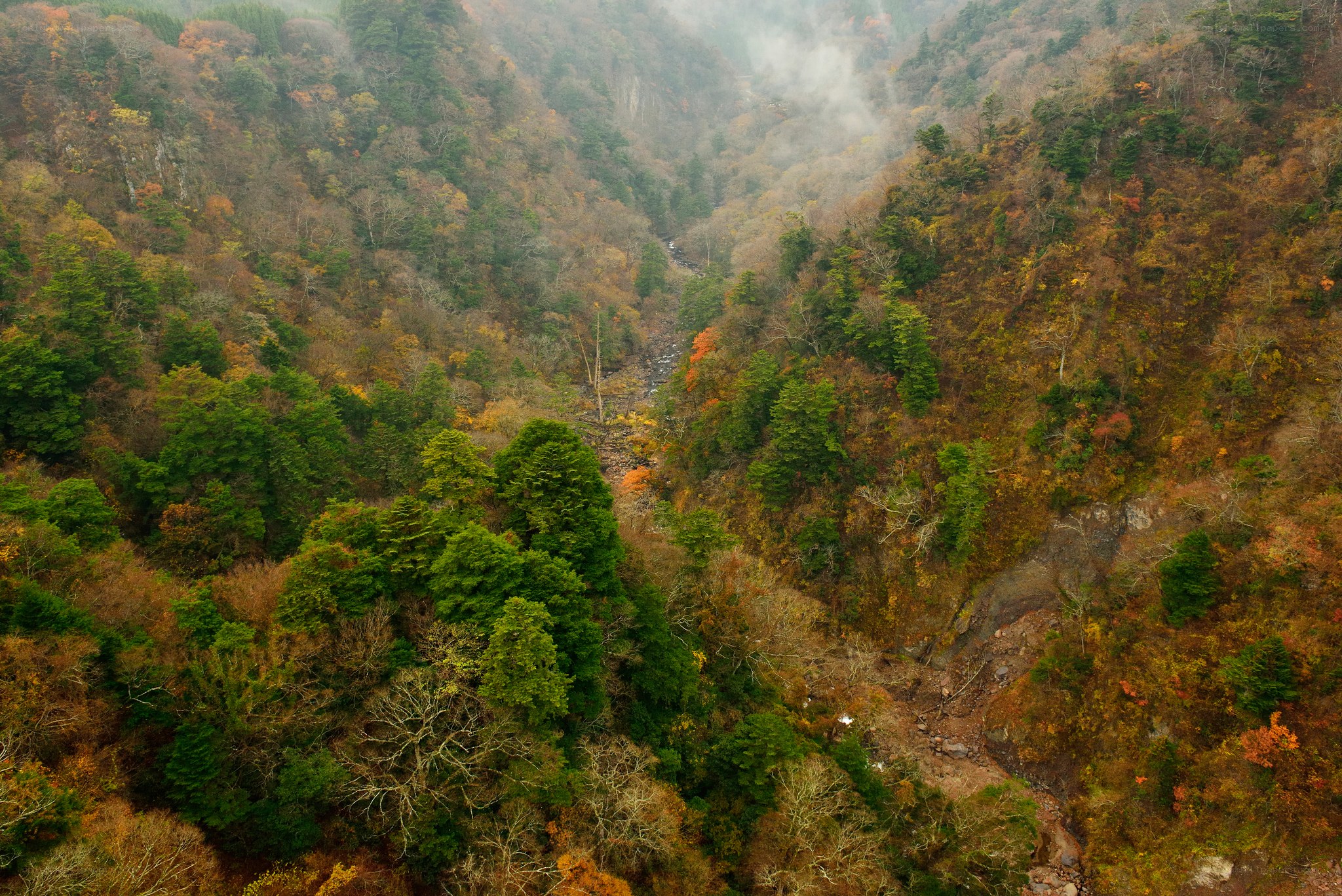 Autumn forest valley