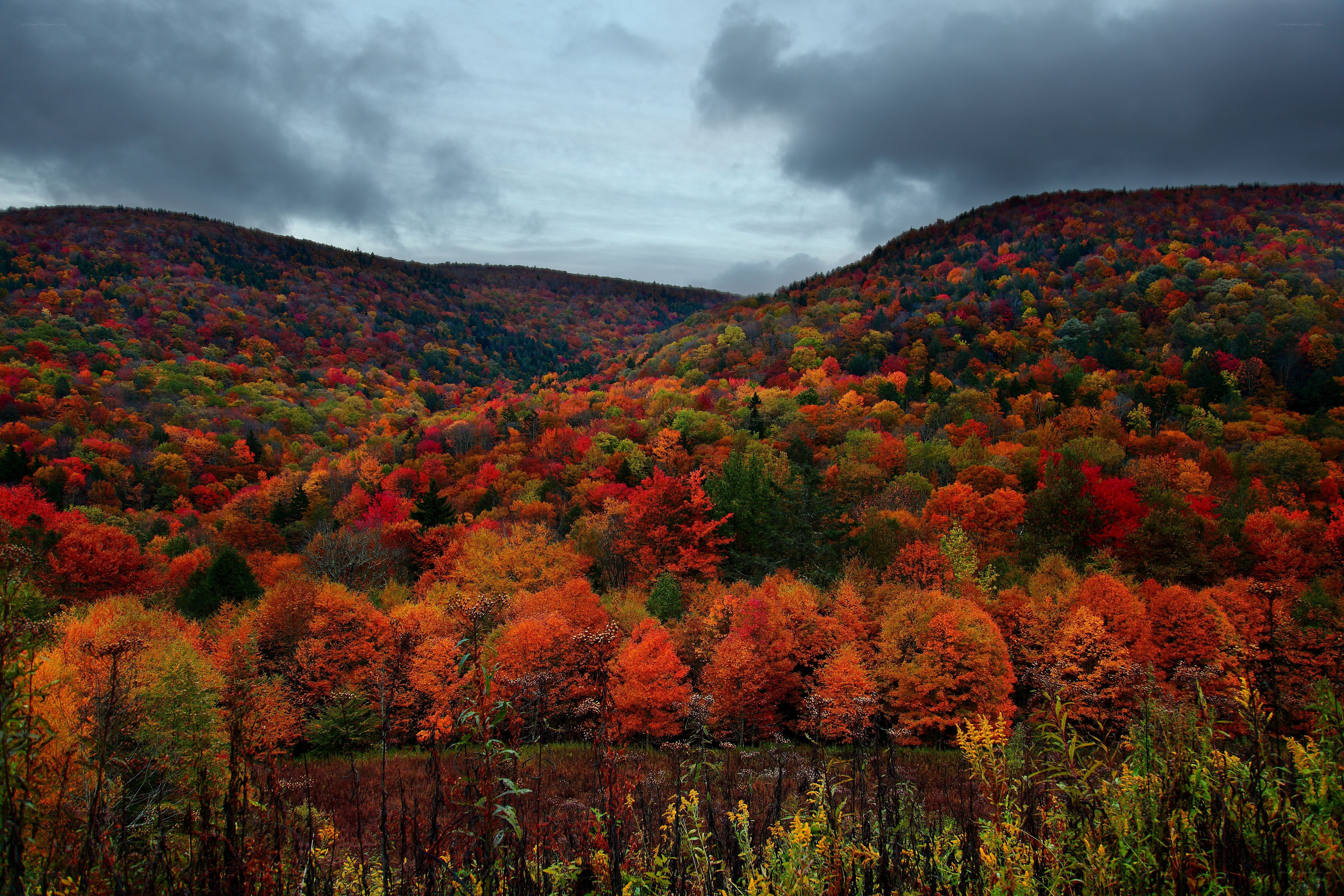 Autumn forest valley