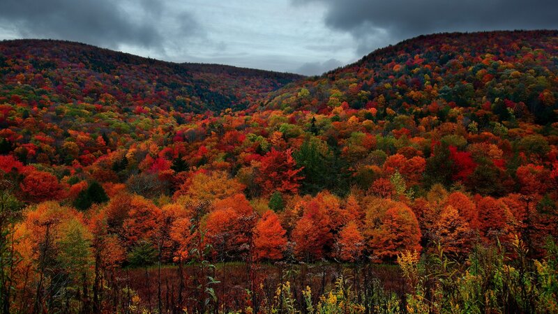 Autumn forest valley