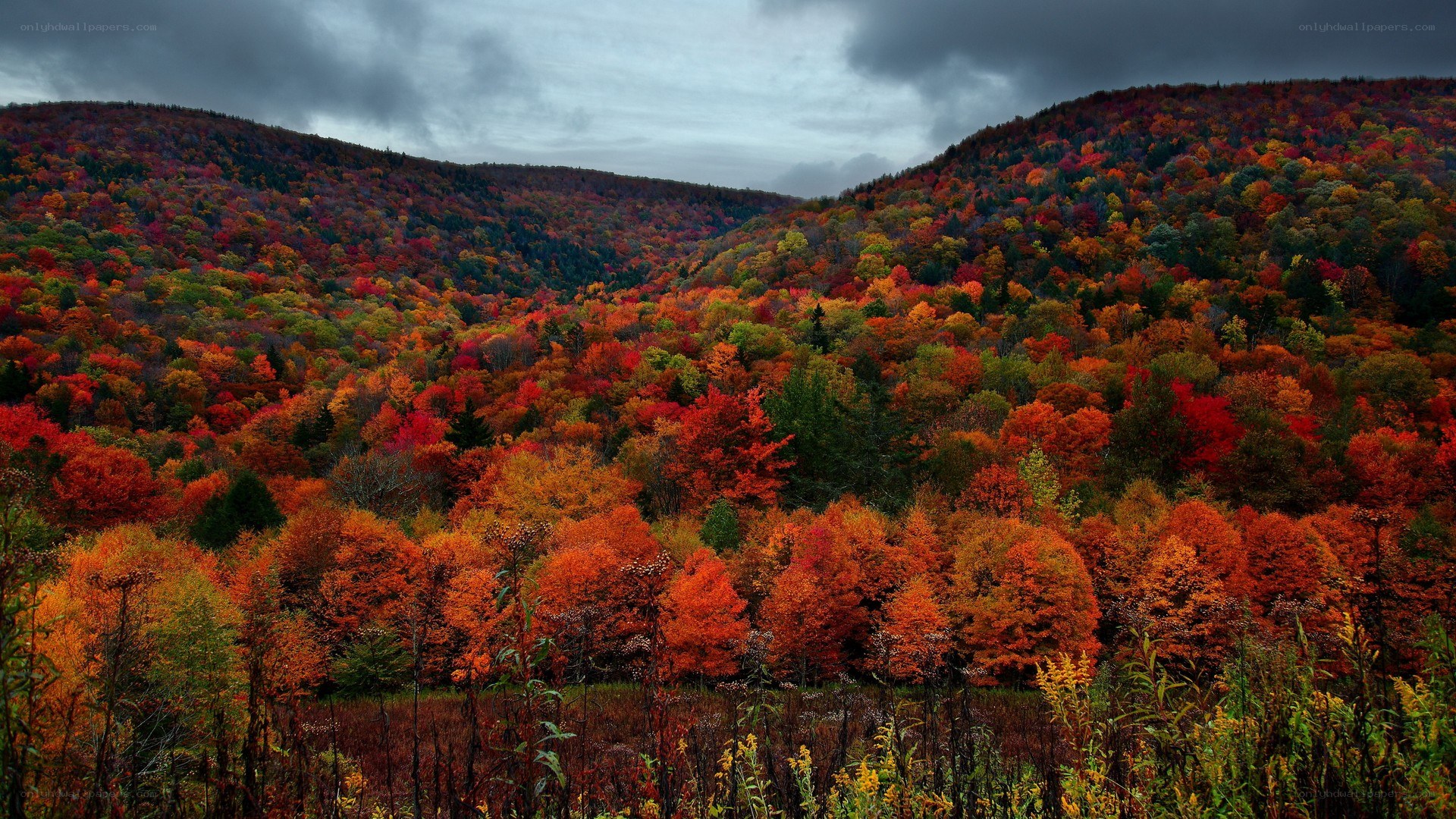 Autumn forest valley