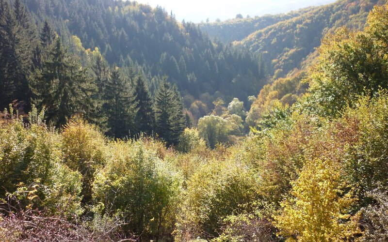 Autumn forest valley