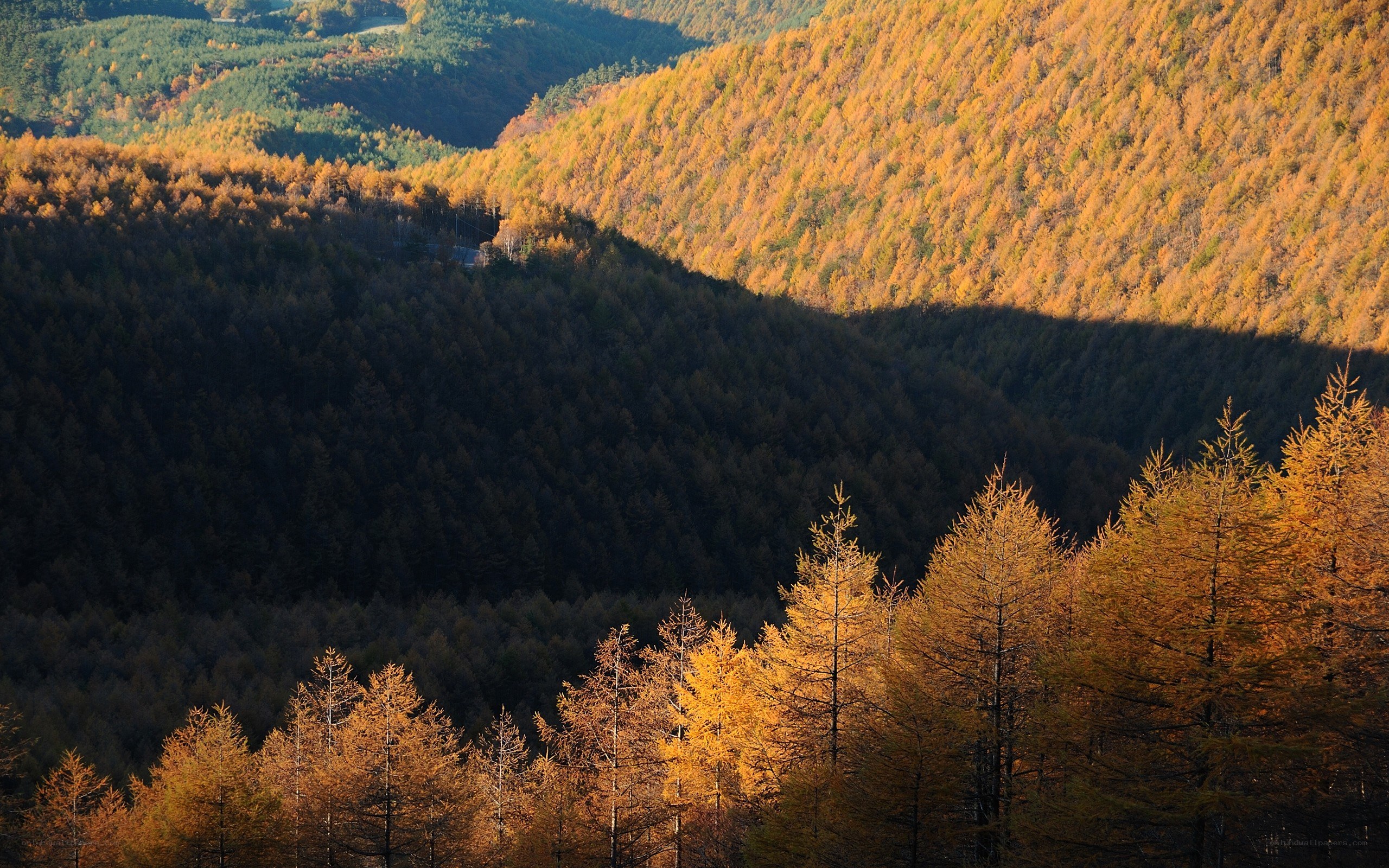 Autumn forest valley