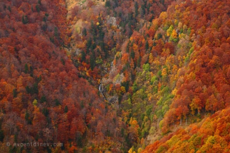 autumn forest valley