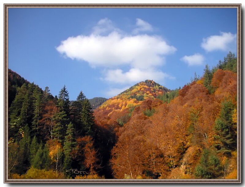 Autumn Forest Valley — Blue, Serene