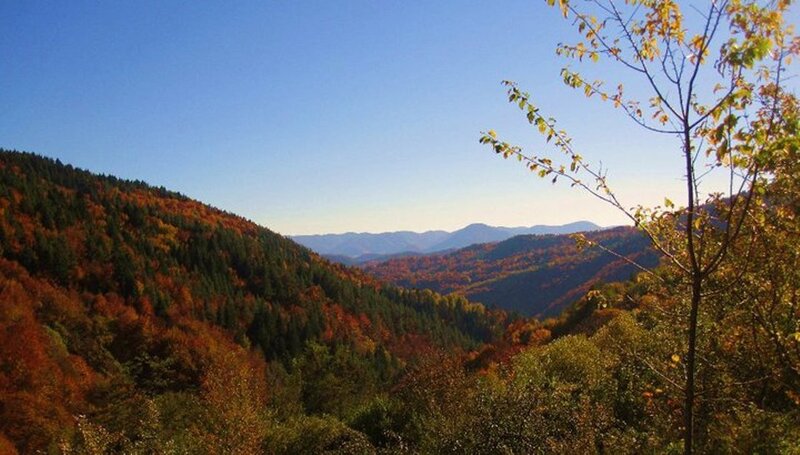 Autumn Forest Valley — Blue