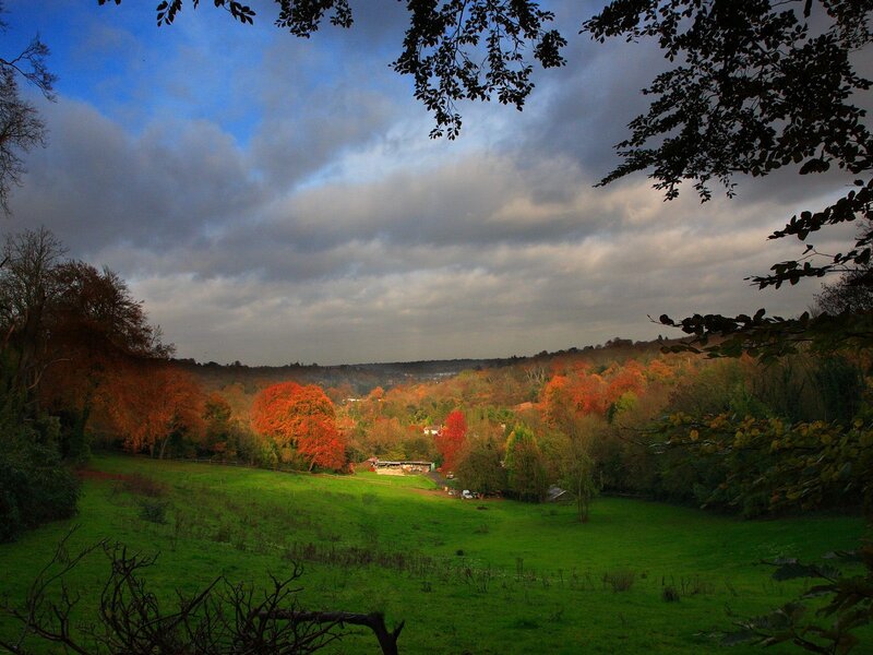 Autumn Forest Valley — Green, Dramatic, Photograph