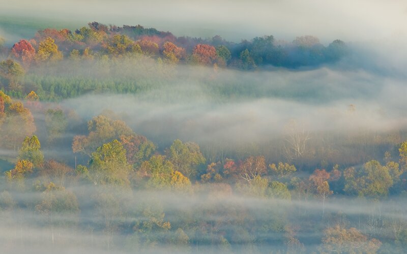 Autumn Forest Valley — Green, Serene, Morning, Photograph, Trees