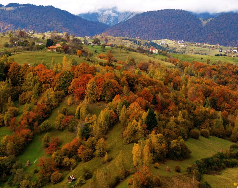 Autumn Forest Valley — Green, Serene, Photograph