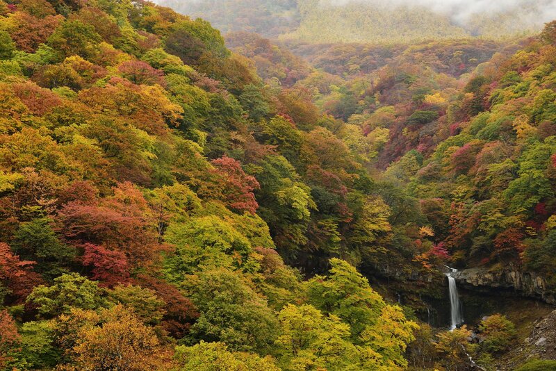 Autumn Forest Valley — Green, Serene, Photograph, Trees, Fall Foliage