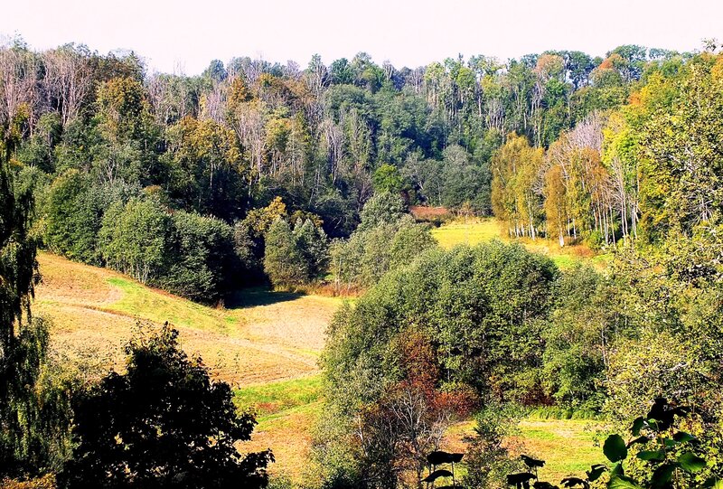 Autumn Forest Valley — Green, Serene, Photograph, Trees, Hills