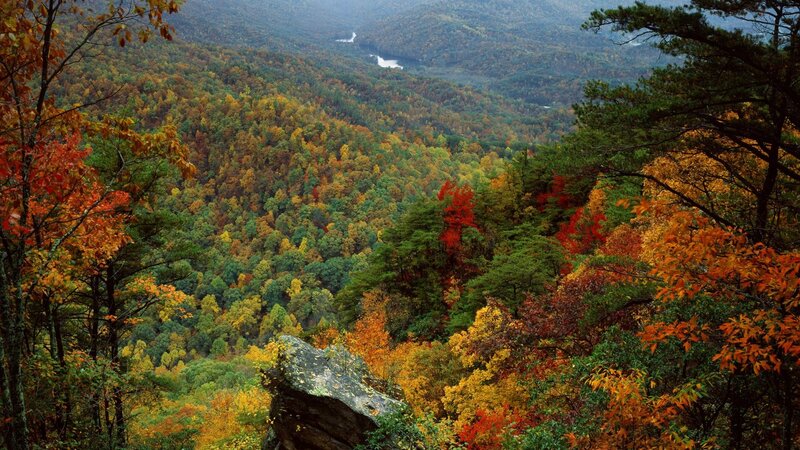 Autumn Forest Valley — Green, Serene, Photograph, Trees, River