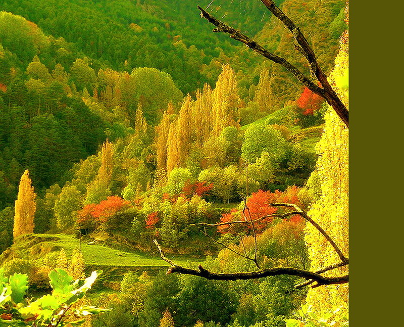 Autumn Forest Valley — Green, Serene, Photograph, Trees
