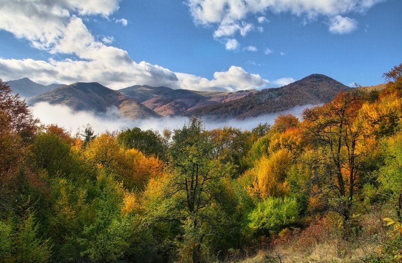 Autumn Forest Valley — Green, Serene