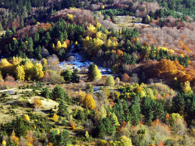Autumn Forest Valley — Green