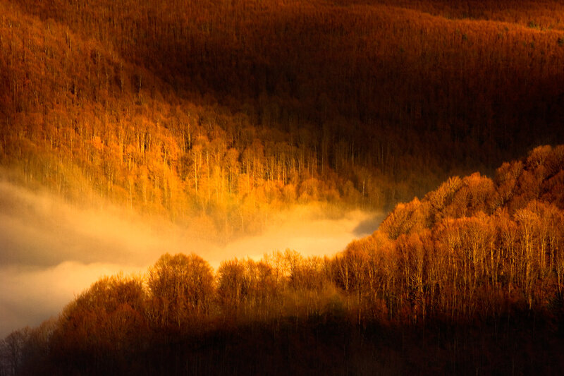 Autumn Forest Valley — Orange, Serene, Morning