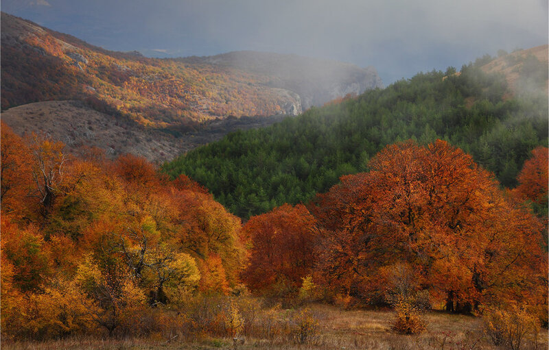 Autumn Forest Valley — Orange, Serene, Photograph, Mountains, Trees, Fog