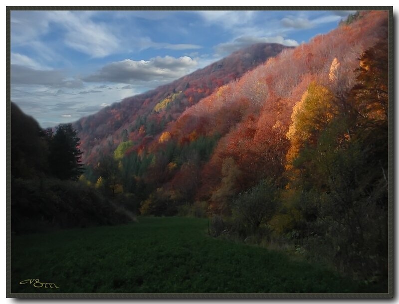 Autumn Forest Valley — Orange, Serene, Photograph